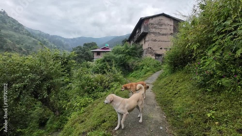 Mountain Village Path with Dogs in Himachal Pradesh, India