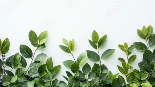 Wallpaper Mural Leaves Against A White Background With Empty Text Area Torontodigital.ca