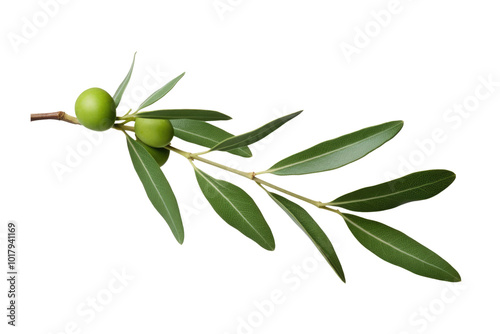 olive tree twig branch isolated on white or transparent png