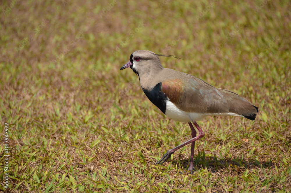 Southern lapwing is a bird belonging to the Charadriidae family. It prefers to live in low-lying areas, in fields, beaches, marshes, mangroves and humid floodplains. Southern lapwing is a bird belonging to the Charadriidae family. It prefers to live in low-lying areas, in fields, beaches, marshes, mangroves and humid floodplains.