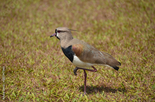 Southern lapwing is a bird belonging to the Charadriidae family. It prefers to live in low-lying areas, in fields, beaches, marshes, mangroves and humid floodplains. photo