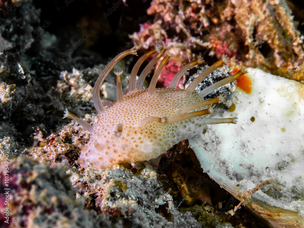 Soft Coral. small Sarcophyton sp, Soft Coral. small Sarcophyton sp,