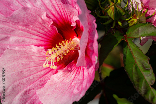 Close-up of the flower of the giant hibiscus in pink