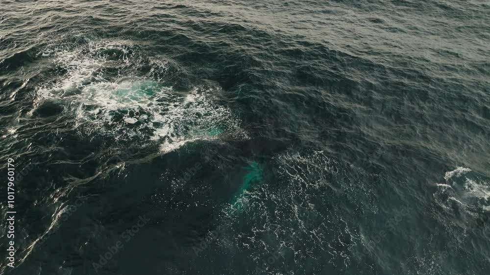Drone overview of humpback whale rising up and breaching surface with beautiful splash as friends spout from blowhole Drone overview of humpback whale rising up and breaching surface with beautiful splash as friends spout from blowhole