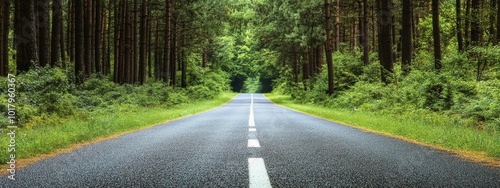 A peaceful road through a lush forest in the early morning light
