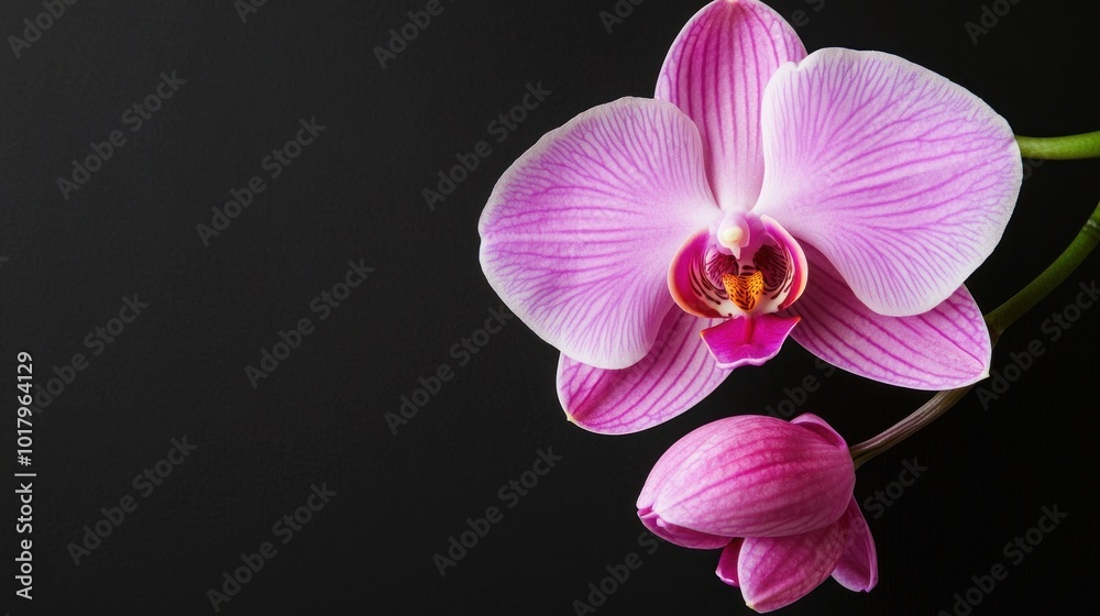 Stunning Pink Orchid on a Dark Background A Celebration of Nature's Beauty Stunning Pink Orchid on a Dark Background A Celebration of Nature's Beauty