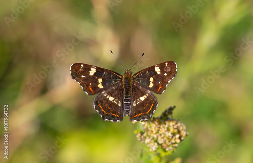 map butterfly feeding on flower, European Map, Araschnia levana