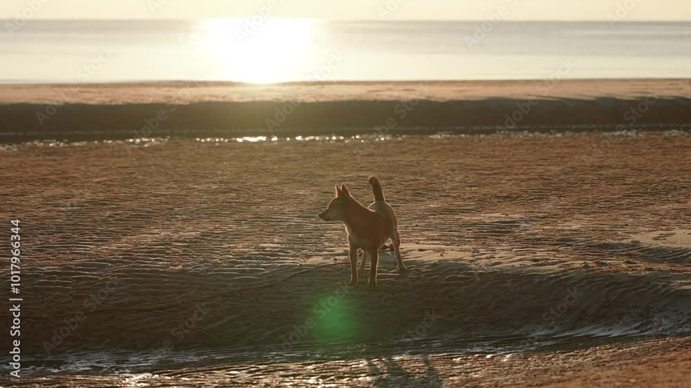 Small angry stray dog barking on an empty tropical sandy beach at sunset Small angry stray dog barking on an empty tropical sandy beach at sunset