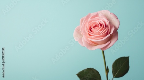 Delicate Pink Rose on Soft Blue Background A Charming Floral Display