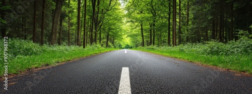 A peaceful road through a lush forest in the early morning light