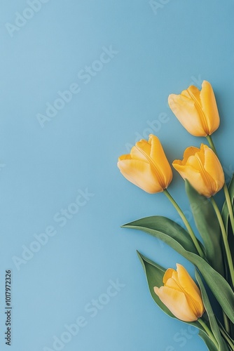 Bright yellow tulips arranged artistically on a blue background for spring de...