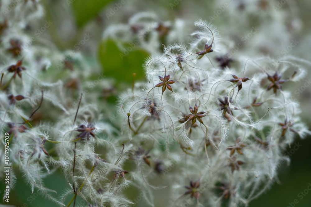 macro closeup photo shoot of a clematis seeds macro closeup photo shoot of a clematis seeds