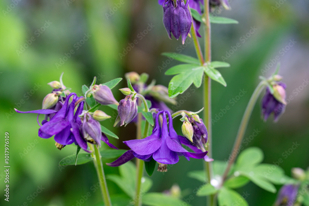 macro closeup photo shoot of purple acquilegia in full bloom during spring season macro closeup photo shoot of purple acquilegia in full bloom during spring season