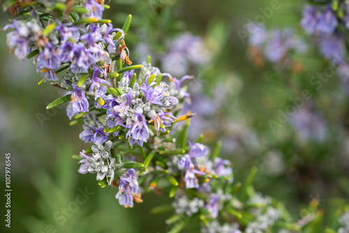 Wallpaper Mural macro closeup photo shoot of purple rosmary in full bloom during spring season Torontodigital.ca