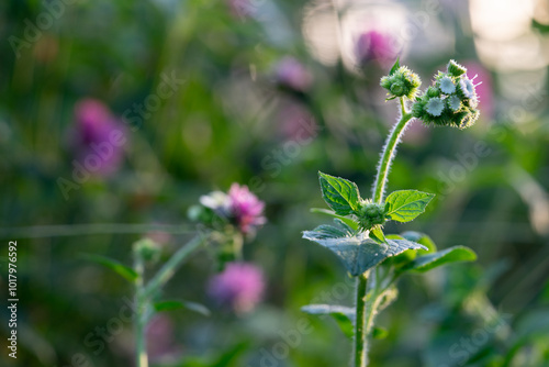 macro closeup photo shoot of white ageratum houstonianum in full bloom during summer season