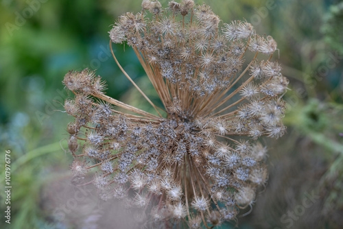 macro closeup photo shoot of daucus carota after blooming during summer season