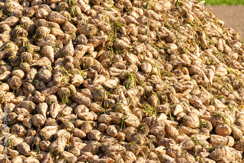 piled up mountain with freshly harvested sugar beets in September