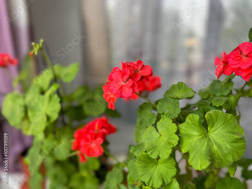 Beautiful blooming red Geraniums decorative flowers close up, floral wallpaper background with geranium pelargonium flowers