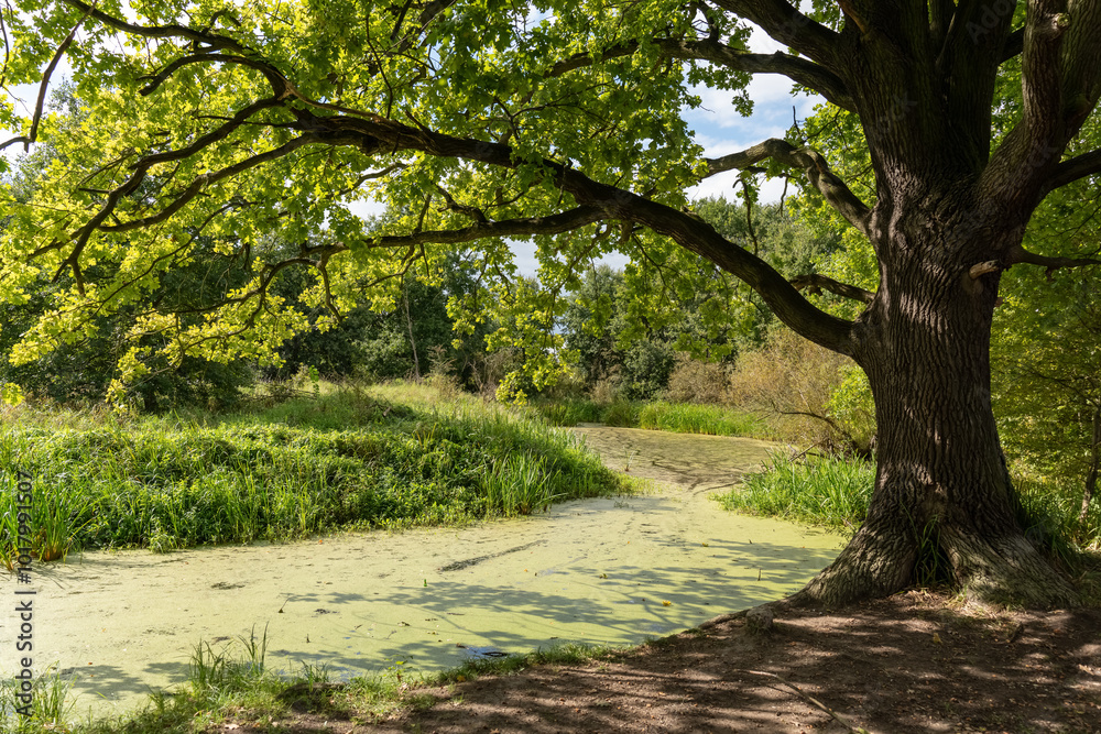 Naklejka premium Beautiful scenery on the marsh. Branches of an oak tree hanging over the green water. Swamps are the lungs of the Earth. High quality photo