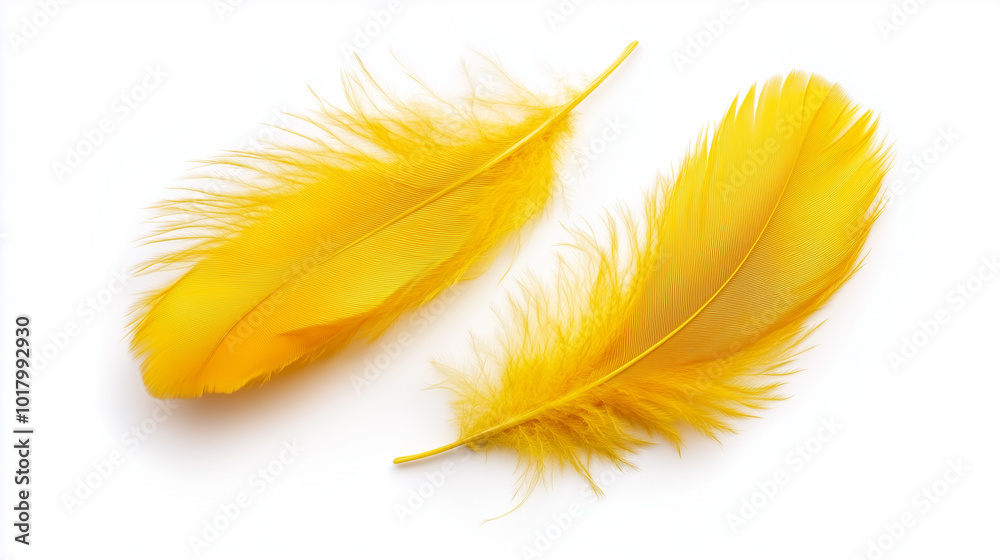 Two fluffy yellow feathers lying on a white background. They have a soft texture and a bright yellow color Two fluffy yellow feathers lying on a white background. They have a soft texture and a bright yellow color