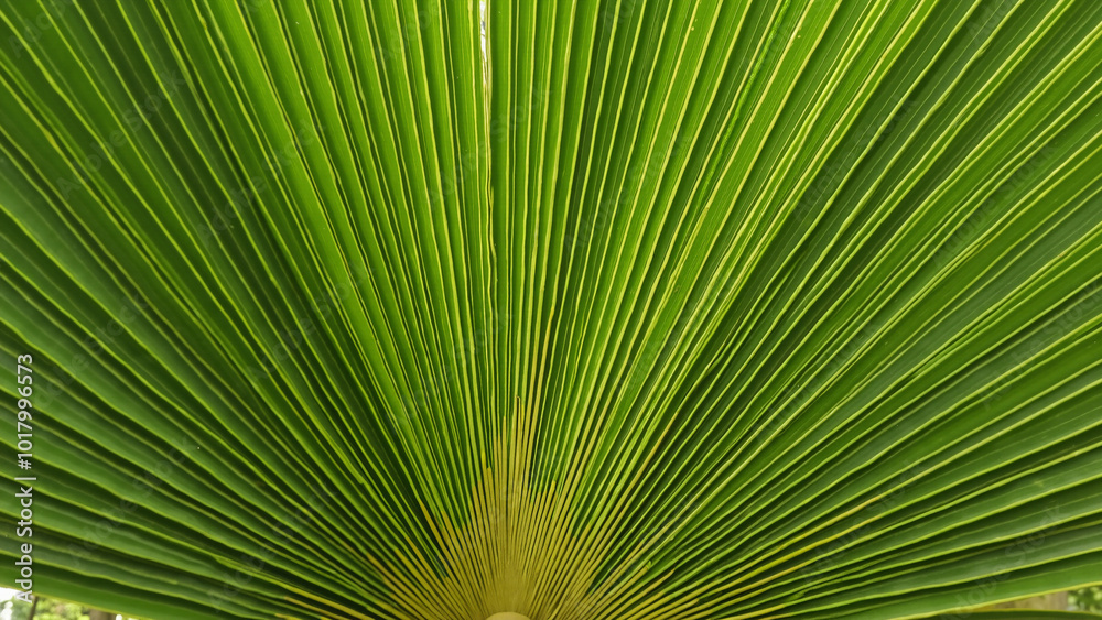 Vibrant Palm Leaf Close-up: Tropical Texture for Nature-Inspired Design, Eco-Friendly Branding, or Botanical Illustrations