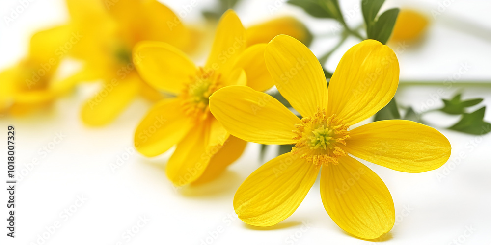 Fototapeta premium Fresh Yellow Flowers on White Background