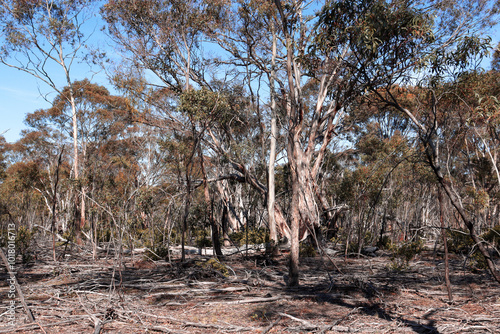 arid bushland scape in australia