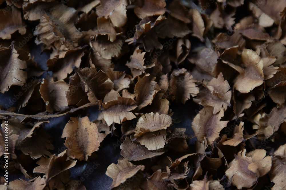 Autumn Concept, Dried Bush Willows for background Autumn Concept, Dried Bush Willows for background