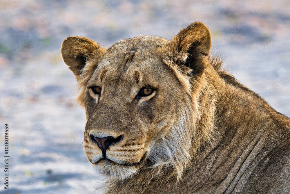 Obraz premium Portrait von einer Löwin