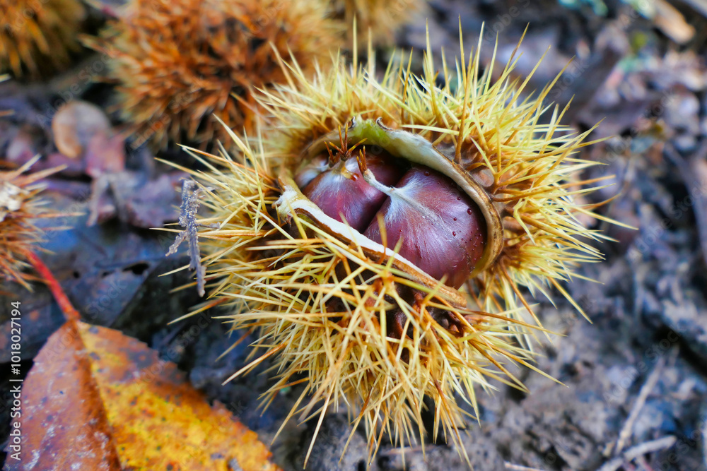 Sweet chestnut (Castanea saliva) bursting open on a woodland path
Sweet chestnut (Castanea saliva) bursting open on a woodland path