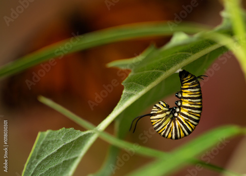 Pre Pupa Monarch caterpillar hanging in a J shape preparing to pupate danaus plexippus pattern background photo