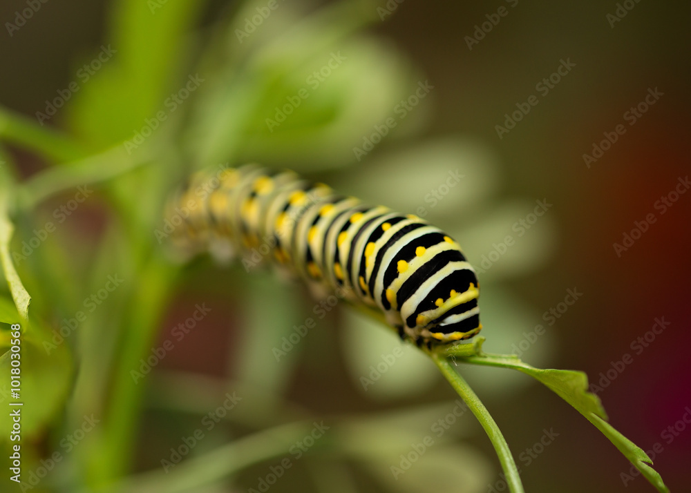5th instar Eastern Black Swallowtail caterpillar on host plant parsley 5th instar Eastern Black Swallowtail caterpillar on host plant parsley
