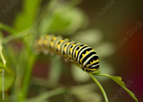 5th instar Eastern Black Swallowtail caterpillar on host plant parsley photo