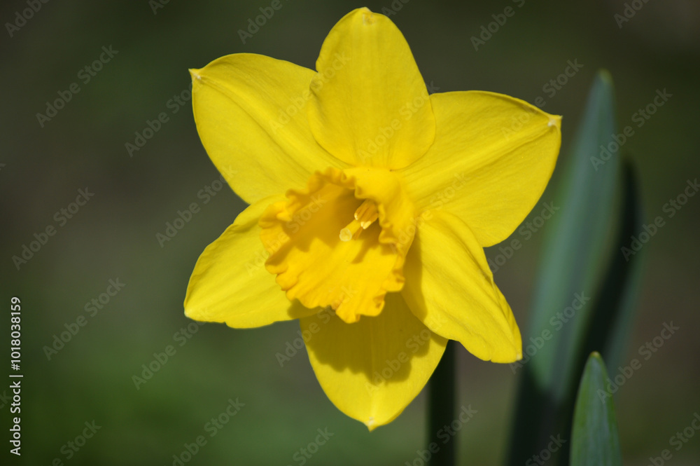 Closeup of a yellow daffodil flower Closeup of a yellow daffodil flower