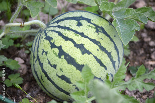 A young small watermelon growing