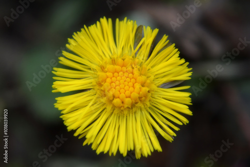 Closeup of a small coltsfoot flower