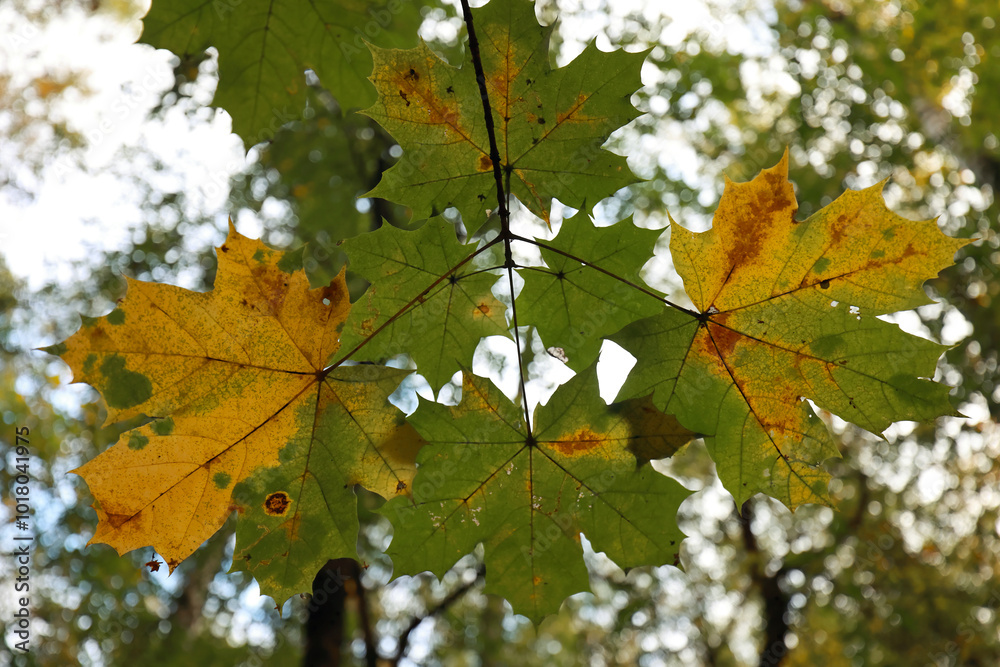 Close-Up View Of Vibrant Green And Yellow Leaves On A Tree, Showcasing The Natural Beauty Of Autumn. Captures The Essence Of Seasonal Change And The Transition From Summer To Fall. Close-Up View Of Vibrant Green And Yellow Leaves On A Tree, Showcasing The Natural Beauty Of Autumn. Captures The Essence Of Seasonal Change And The Transition From Summer To Fall.