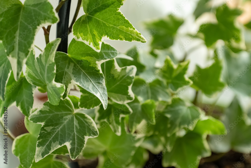 variegate ivy leaves close up houseplant variegate ivy leaves close up houseplant
