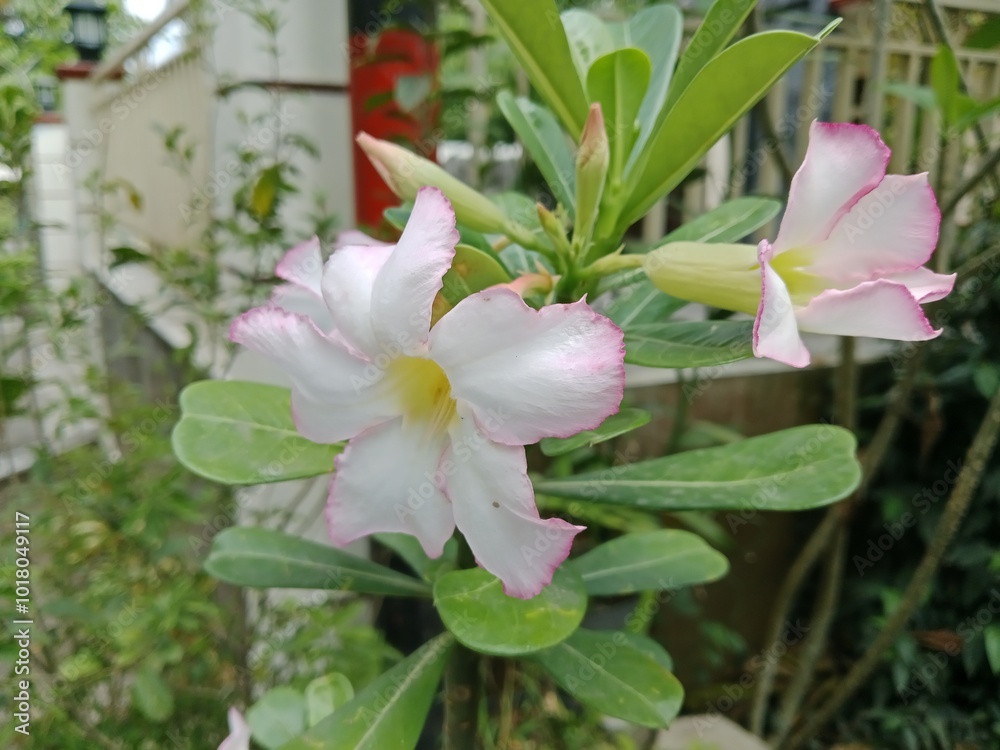 beautiful white adenium flowers from various angles beautiful white adenium flowers from various angles