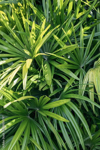 The palm leaves sway in the tropical breeze, their vibrant green foliage adding to the lush jungle vegetation, creating a perfect natural paradise in the outdoor setting.