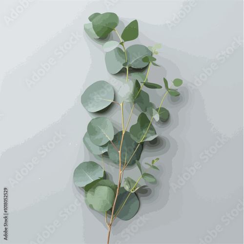 illustration of a Fresh eucalyptus sprig cut out isolated on a white background, branch of eucalyptus leaves, vector eucalyptus