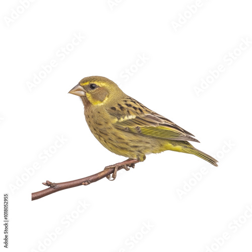 Yellow-breasted Bunting Perched on Branch