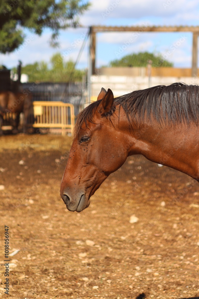 two horses on the farm two horses on the farm