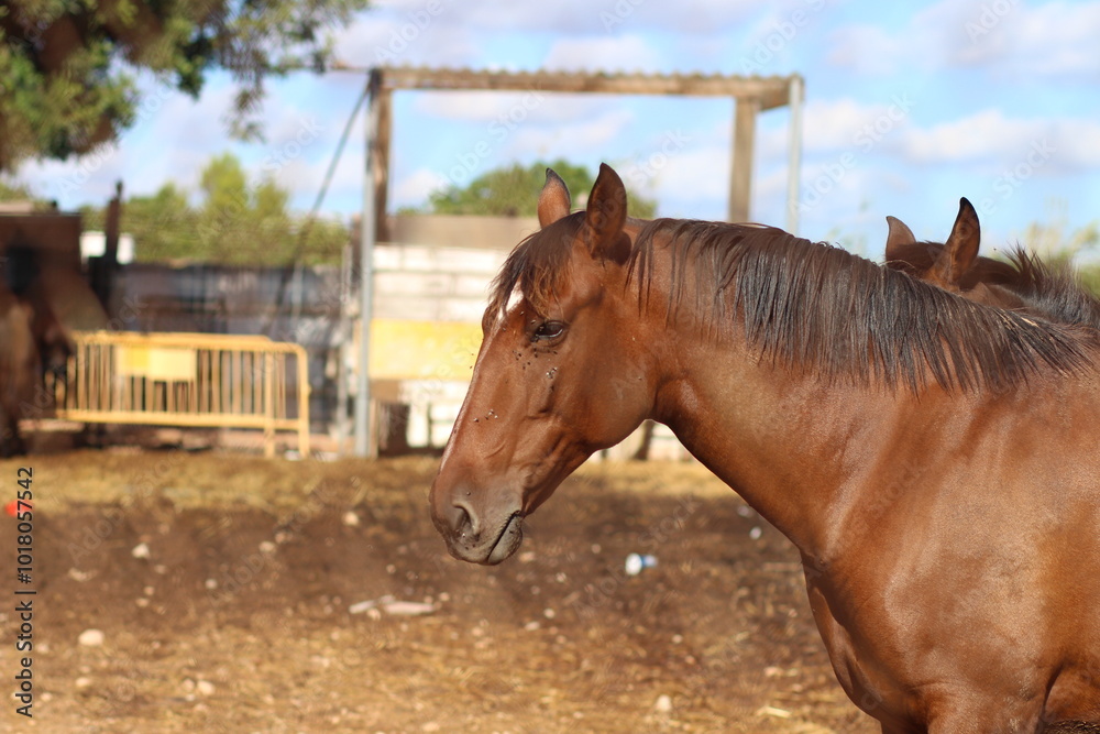 Fototapeta premium two horses on the farm