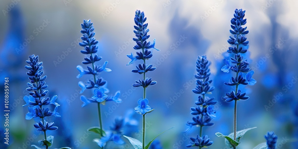 salvia flowers growing