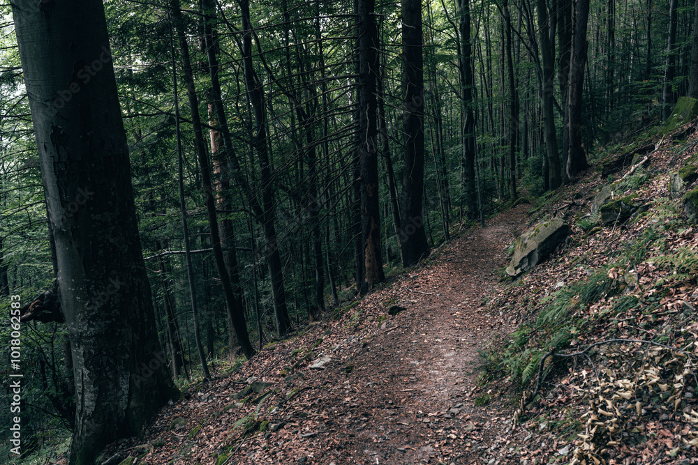 Fototapeta premium path in the woods