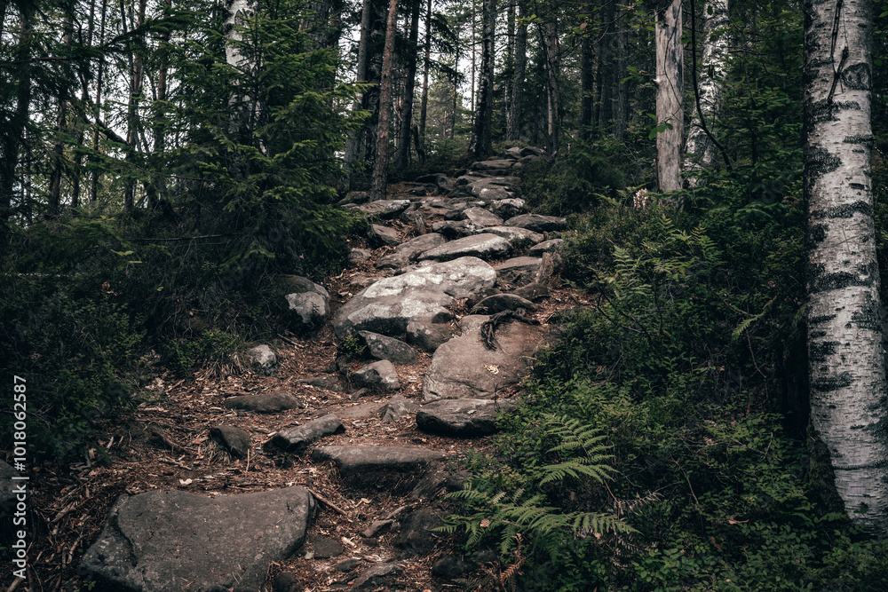 A rocky, uneven trail climbs steeply through the forest, surrounded by dense foliage and tall trees. Each step feels like a triumph as nature provides its own challenging path to the top. A rocky, uneven trail climbs steeply through the forest, surrounded by dense foliage and tall trees. Each step feels like a triumph as nature provides its own challenging path to the top.