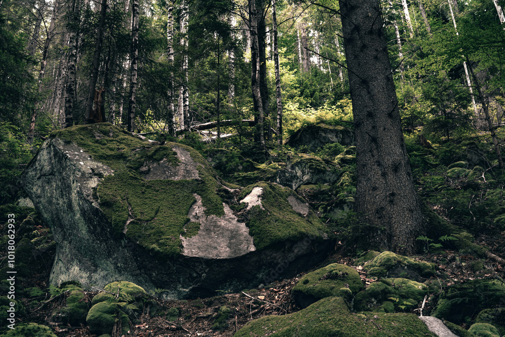 Obraz premium tree in the woods