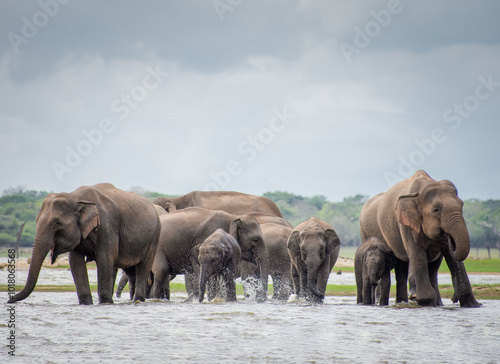 elephants Drinking water from lake
