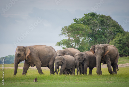 Elephant herd walking Trought the green Grass land